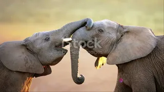 The Majestic World of Elephants: A Journey into their Lives