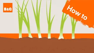 How to grow spring onions