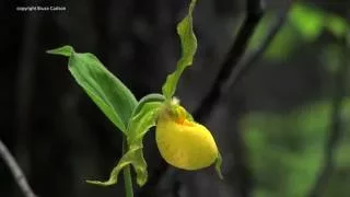 Georgia: Yellow Ladyʻs Slipper Orchid, Cypripedium parviflorum var. pubescens