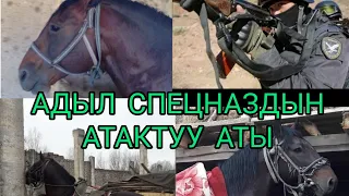 Адыл спецназдын атактуу аты