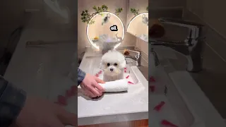 Dog Gets A Spa Treatment Everyday