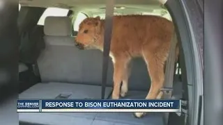 Yellowstone officials euthanize baby bison