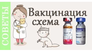 Вакцинация. Еще раз о главном. Советы ветеринара.