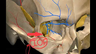 INFERIOR ORBITAL FISSURE - 3D ANATOMY & CONTENTS | ORBIT | CLINICAL ANATOMY