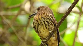 White whiskered Puffbird in Costa Rica