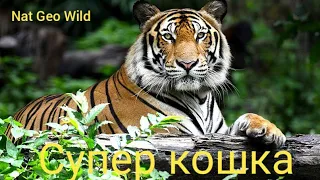 Nat Geo Wild.Супер кошка.