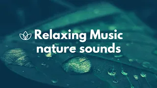 Relaxing Music | Flute Gentle Birds and Rainforest Sound | Wild Birds Nature Sounds Peace & Sleep