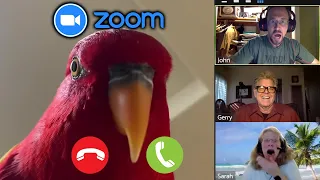 trolling zoom classes... but a "bird" took my PHONE