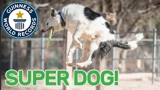 Most tricks performed by a dog in one minute - Guinness World Records