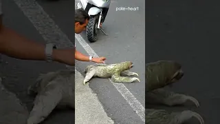 Three -Toed Sloth Crosses Road in Costa Rica | Shorts