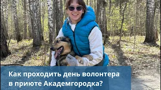 Как проходит день волонтёра в приюте Академгородка? Что делает волонтёр в приюте?