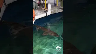 Feeding Sand Tiger Sharks