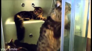 Самые Смешные  Коты 2015  Funny Cats Videos 2015  Коты Приколы