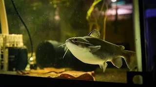 Updates on my Gulper Catfish... my favorite fish of 2021!