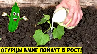 ОГУРЦЫ ВМИГ ПОЙДУТ В РОСТ! Просто полейте ЭТИМ всходы огурцов! Витаминная бомба!