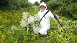 Giant Hogweed control with a Scythe