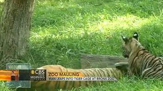 Man mauled by tiger at zoo