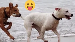 Funniest Animals Videos 2023 😁Best Funny Cute Dogs And Cats 😁Videos#73
