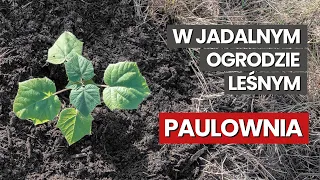 Jadalny ogród leśny pod lupą - czy paulownia zasługuje na szansę?