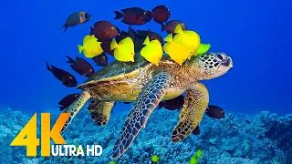 [NEW] 3 HRS of 4K Turtle Paradise - Undersea Nature Relaxation Film + Sleep Relax Meditation Music