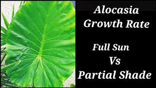 Alocasia, Full Sun Vs Partial Shade Growth Rate Analysis in one summer