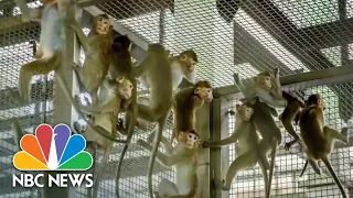 Inside Multi-Billion Dollar Trade Of Endangered Monkeys For Medical Research
