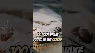 100 Foot Snake In The Congo