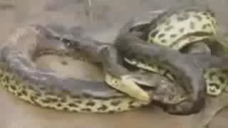 Anaconda vs Crocodile   Python vs Alligator compilation   Python vs crocodile   Snake 320x240