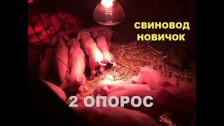 2-е пополнения. Опорос. Свиноводство.