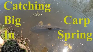 Catching Big Carp in Early Spring. Pond Fishing Northern Illinois.