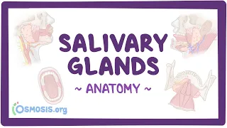 Anatomy of the salivary glands