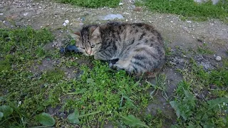 Witnessing Birth: Stray Cat Gives  Birth During Feeding !