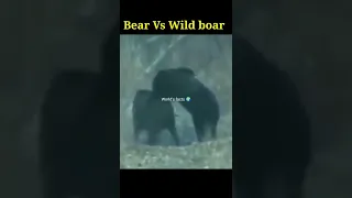 🐻 Bear vs Wild boar #shorts #bear #viral