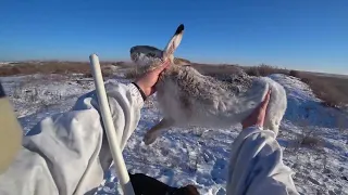 Лучшие выстрелы с охоты на зайца. Супер моменты! Трофейные КАДРЫ. Сезон 2021-2022!