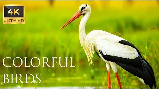 4K Colorful Stork - Beautiful Birds Sound in the Forest | Bird Melodies