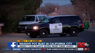 California City Police seize nearly 2,000 marijuana plants in massive bust