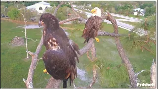 SWFL Eagles 💗 Precious Moments F23 & Her Mini 23 💗 Hanging 4, Preening & Winging For Mom! 3.14.24