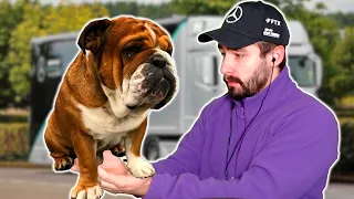 ROSCOE das LEBEN RETTEN! (Hamilton's Hund)