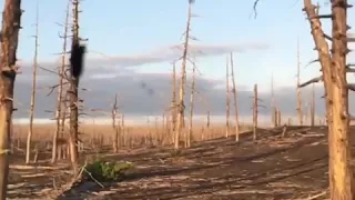 Мёртвый лес, Камчатка. Dead forest Kamchatka.