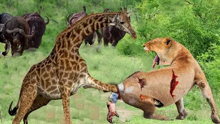 Buffalo And Giraffe Team Up To Attack The Lion To Avenge Their Best Friend