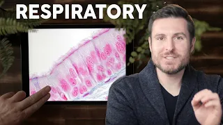 Respiratory (Lung) Histology Explained for Beginners | Corporis