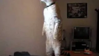 Кот стоит на двух лапах(Cat stands on two legs)