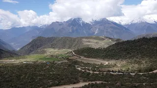 Yak Video | Blooming rhododendrons in valley of Tibet, China