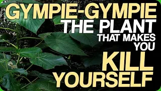 Gympie-Gympie - The Plant That Makes You Kill Yourself (Our Most Painful Experiences)