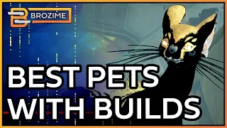 COMPANIONS 2.0 META & BEST BUILDS | Warframe