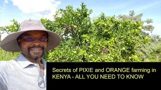 Secrets of PIXIE and ORANGE farming in KENYA