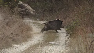 BATI ANADOLUDA MUHTEŞEM BİR DOMUZ AVI ( SELÇUK POSLU & KERİM GÜNEŞ) / wild boar hunting