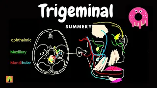 trigeminal nerve شرح العصب الخامس