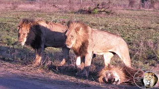 Casper The White Lion And His Three Brothers Still Alive And Together Again