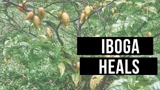 IBOGA HEALS: My Crazy 36 Hour Iboga Experience In Costa Rica